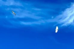 Dream-Flight Weasel-Trek 90cm -Model Toy Store dream flight weasel trek 90cm 50